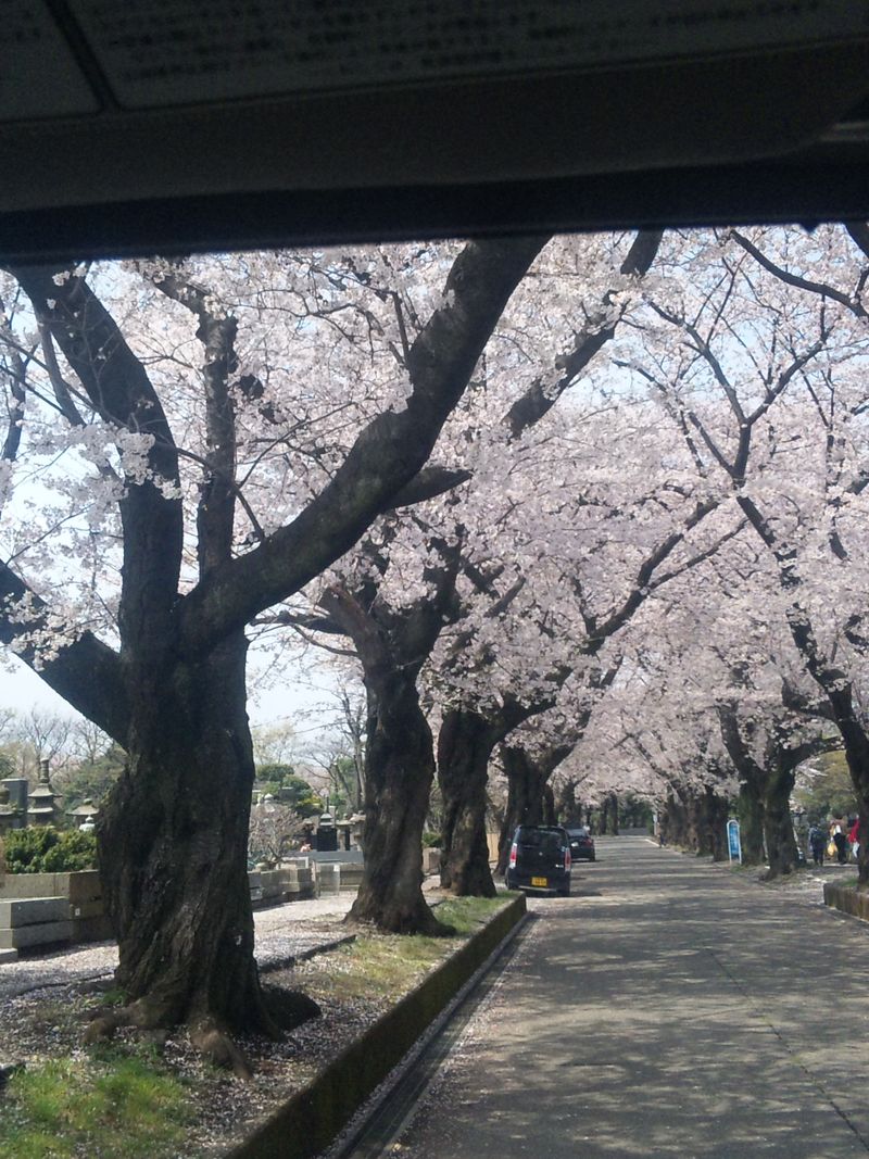 Sakura